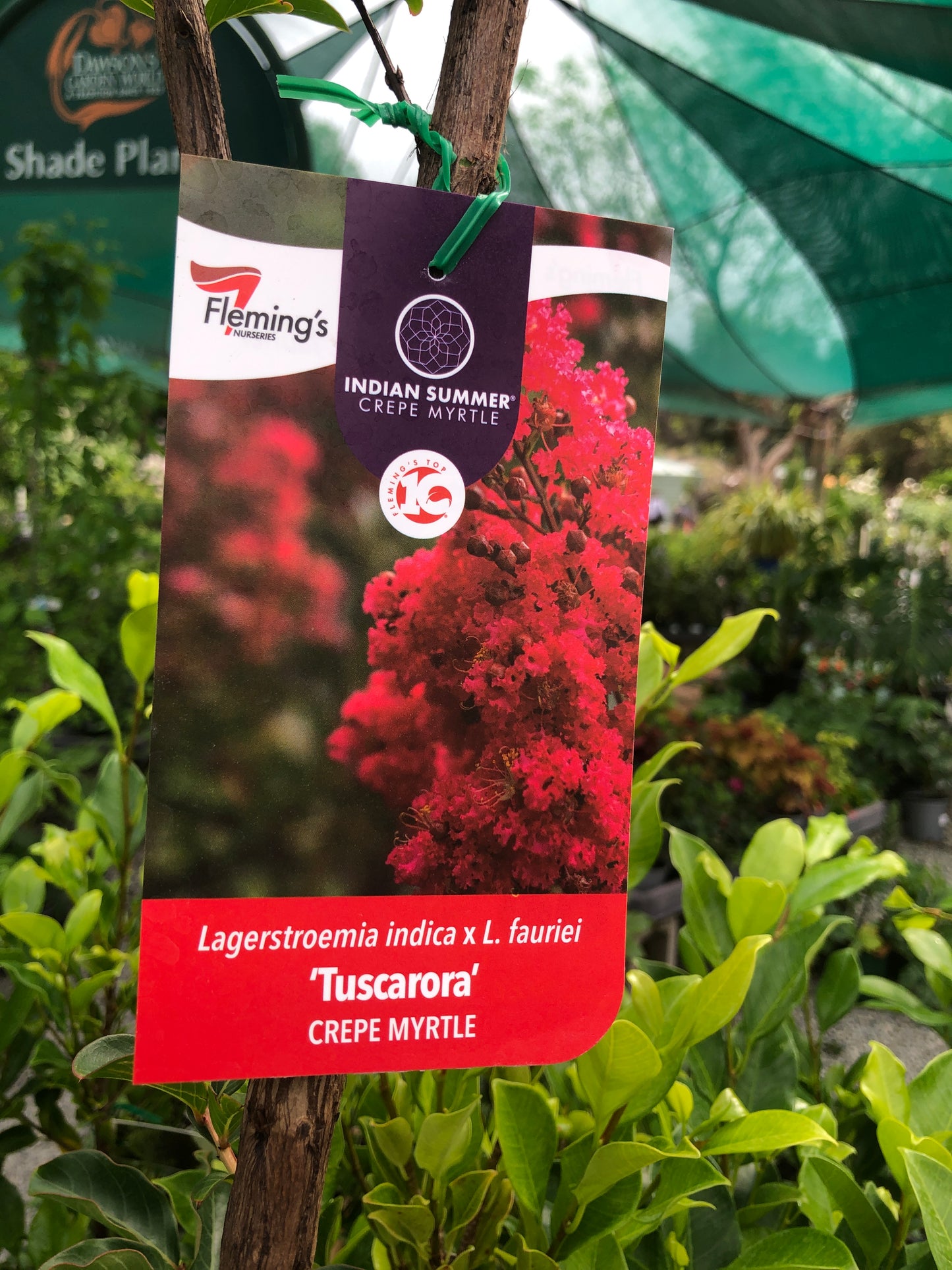 Lagerstroemia Tuscarora Crape Myrtle