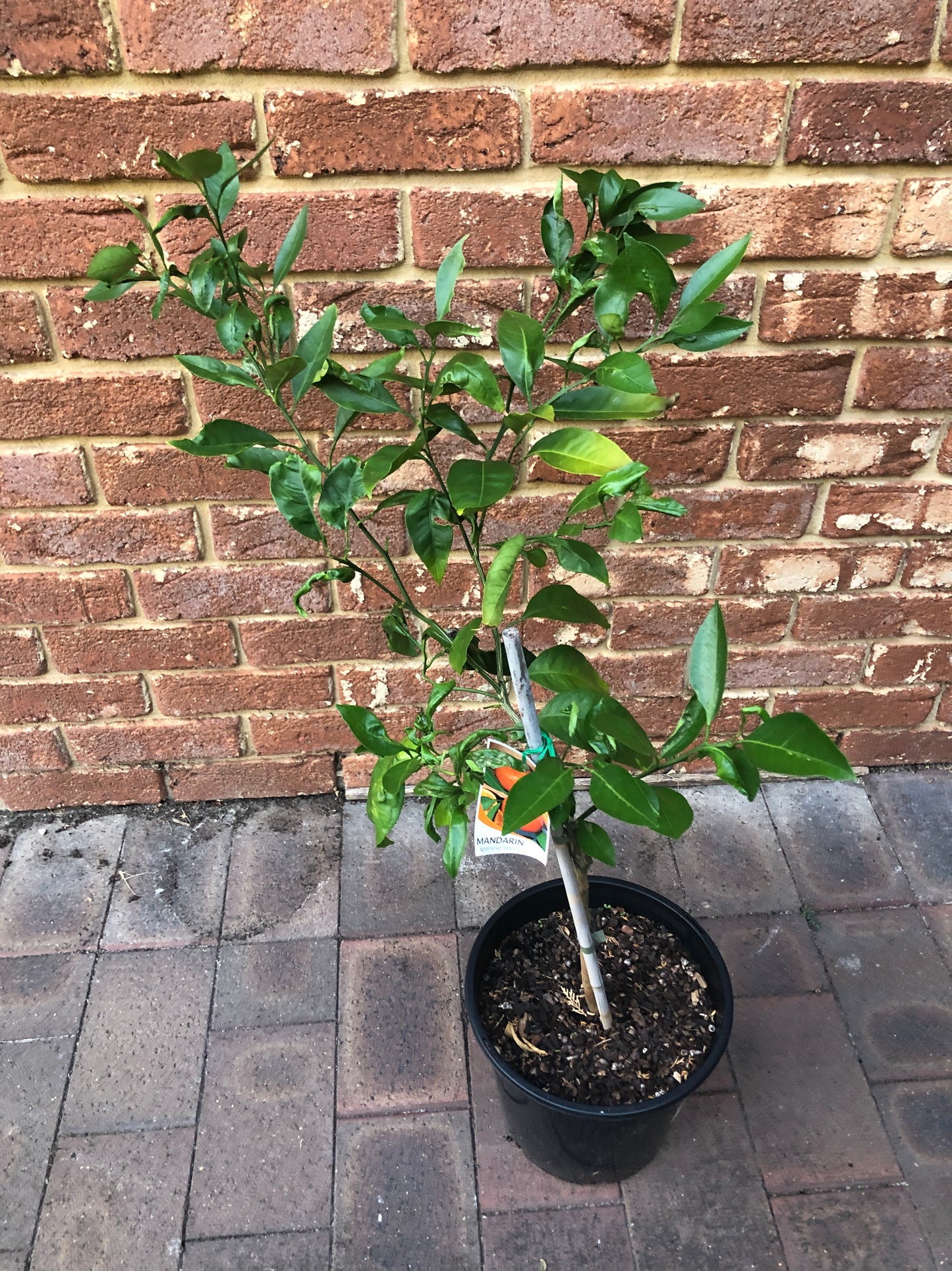 Mandarin Japanese Seedless Semi Dwarf