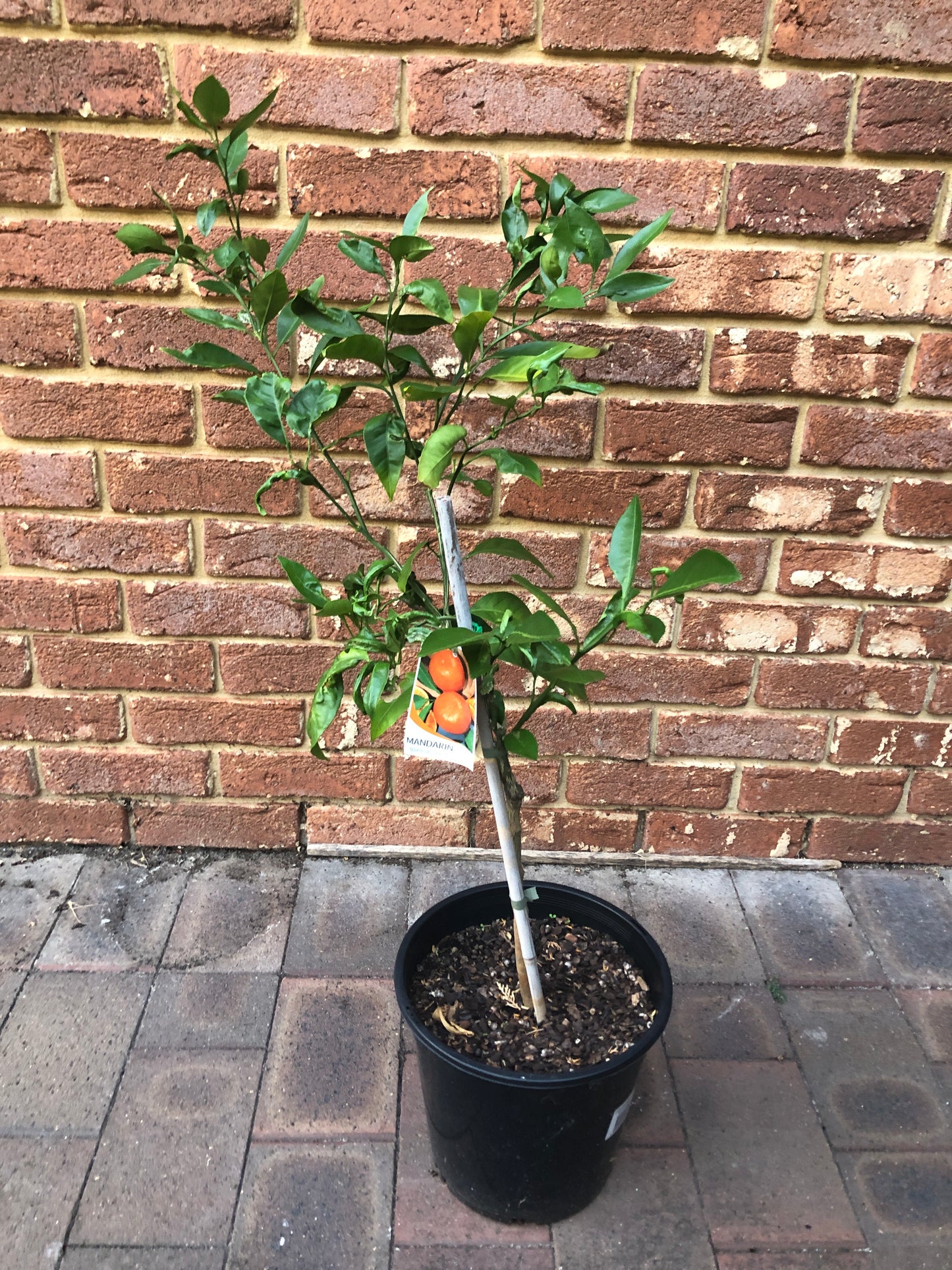 Mandarin Japanese Seedless Semi Dwarf