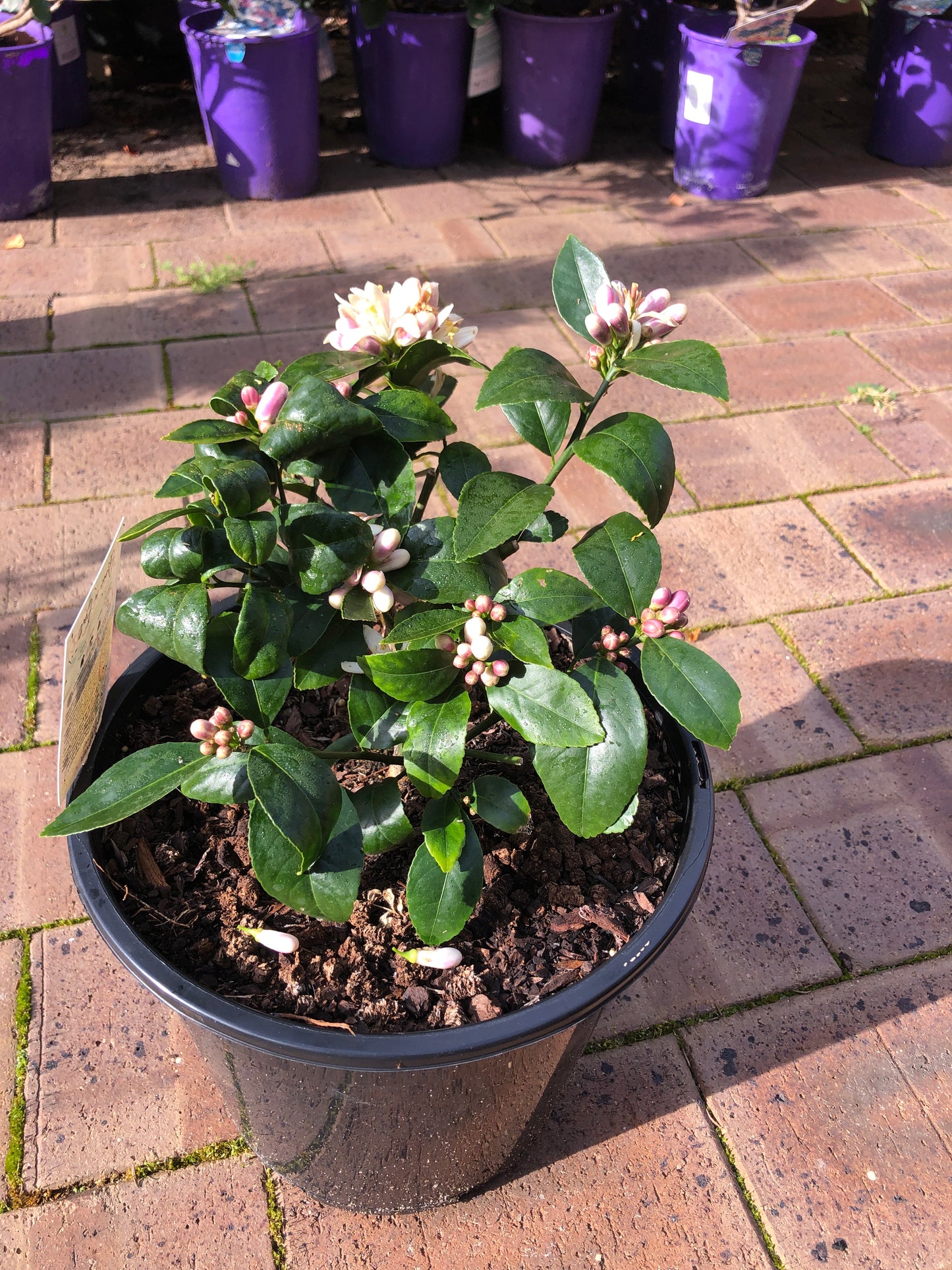 Lime Tahitian Dwarf