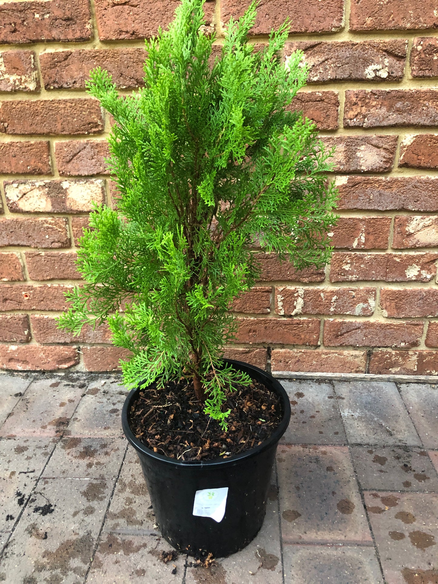 Thuja Orientalis Morgan