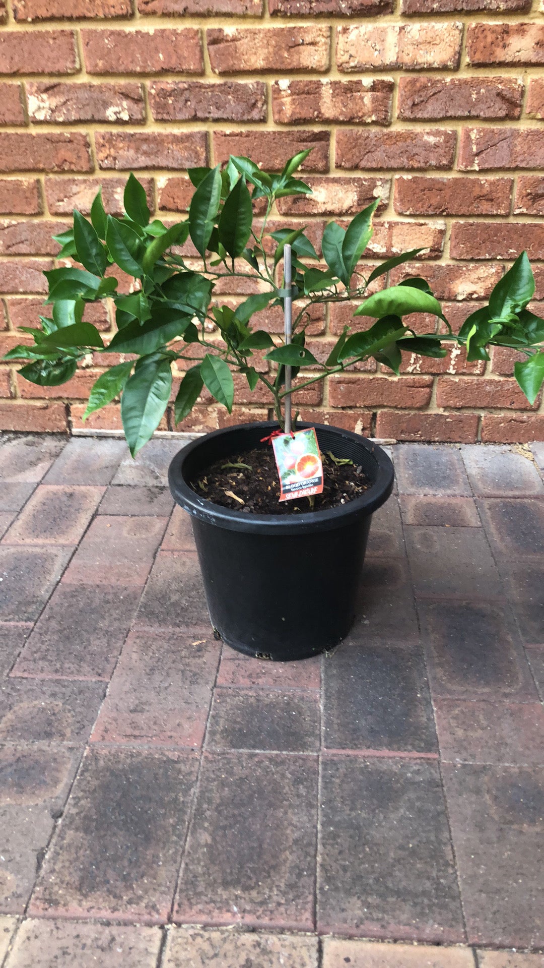 Orange Blood Tarocco Ippolito - Semi Dwarf