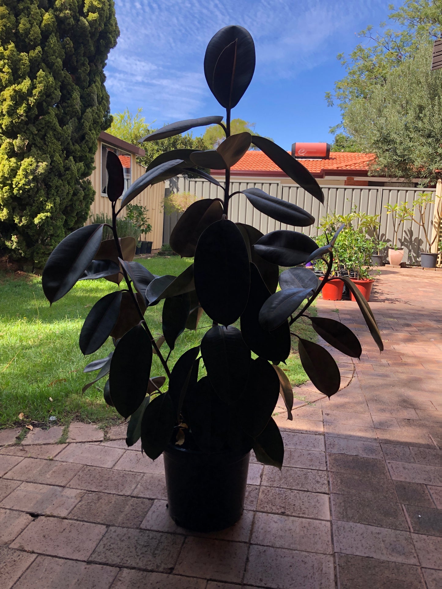 Ficus Elastica Burgundy