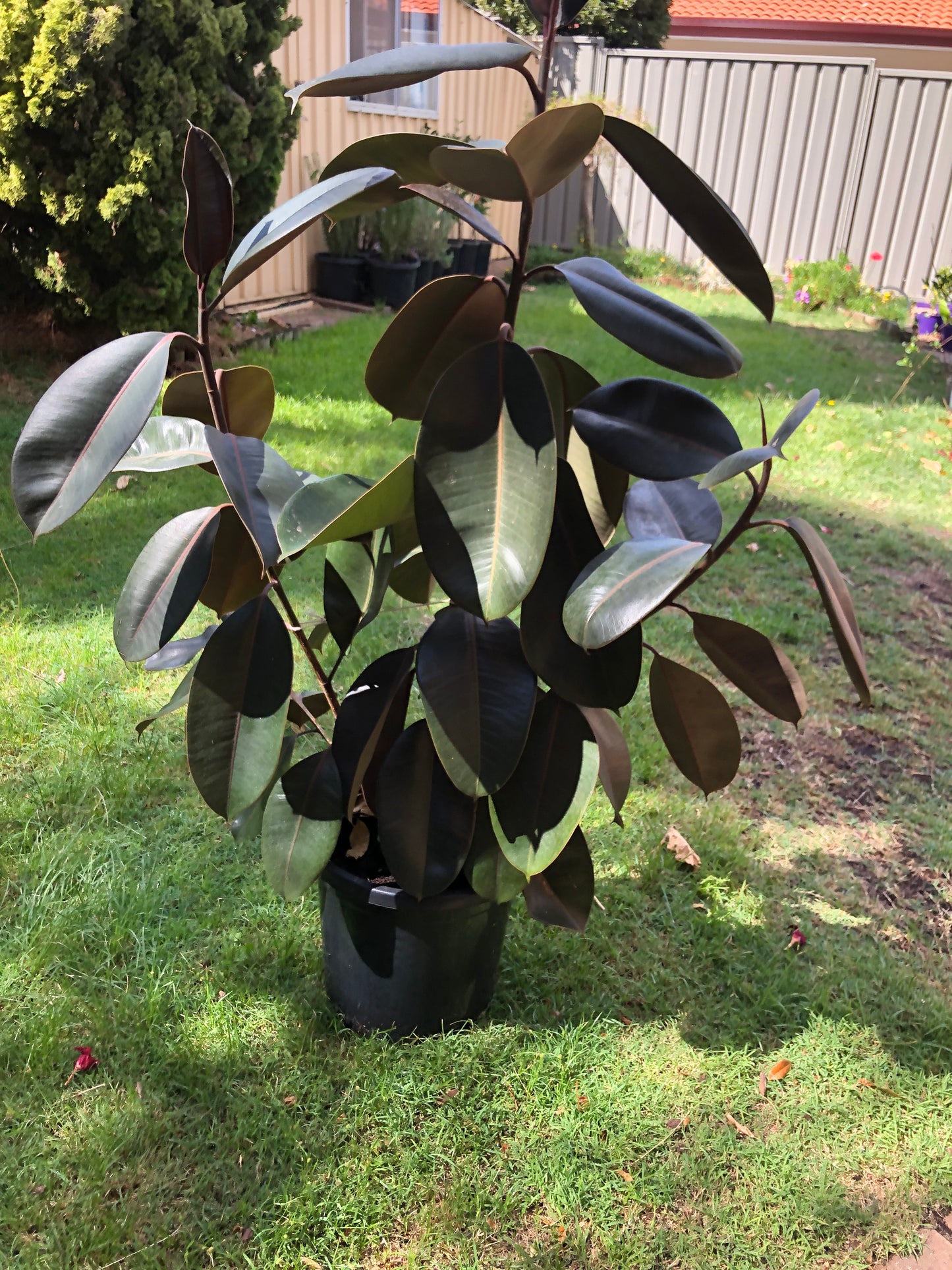 Ficus Elastica Burgundy