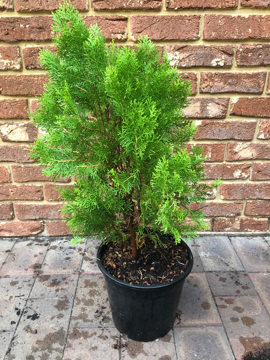 Thuja Orientalis Morgan