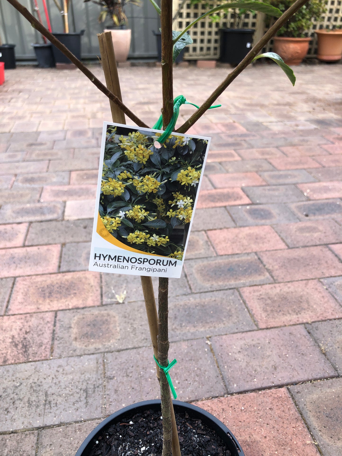Frangipani Hymenosporum (Australian Native)