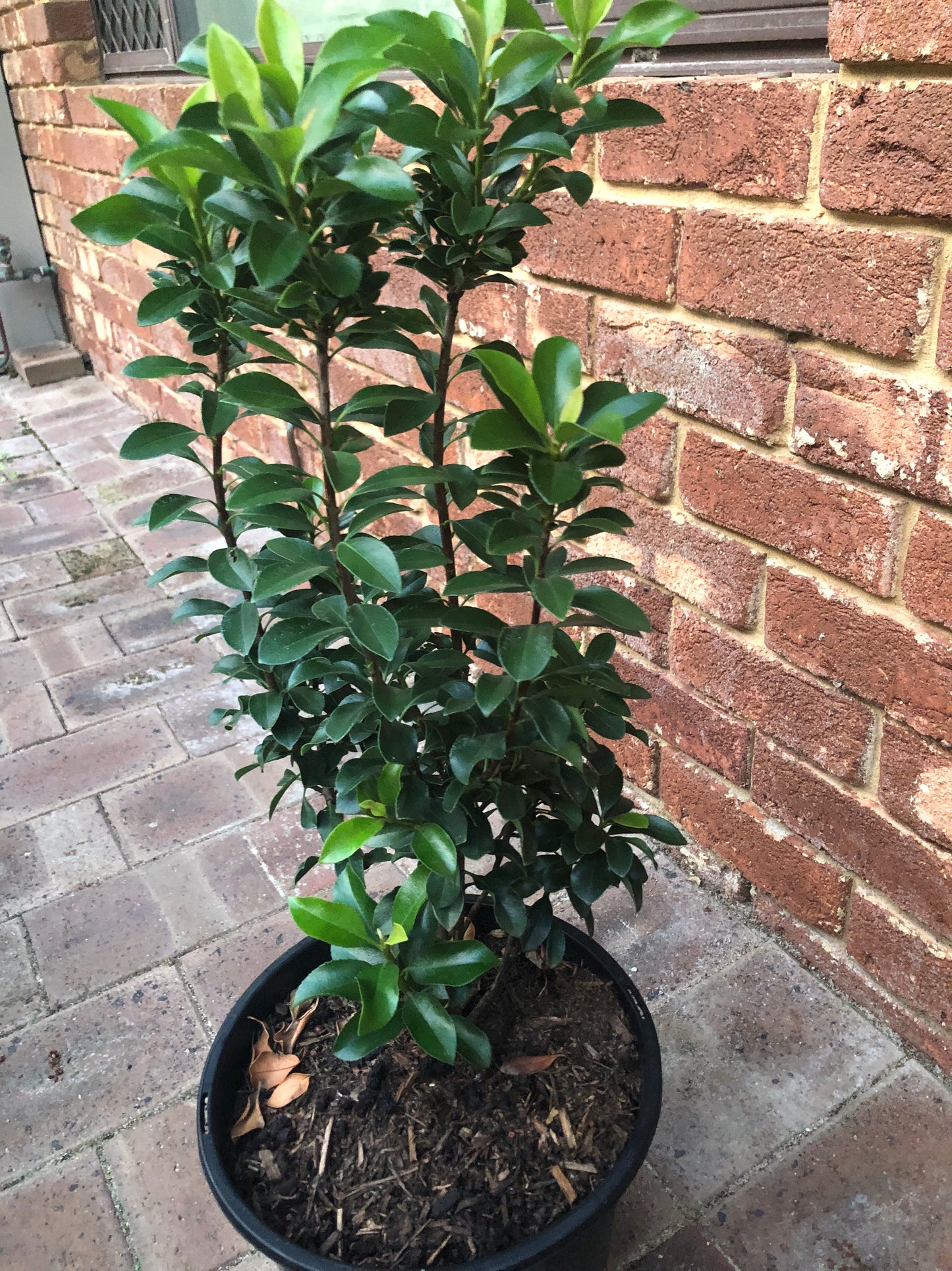 Rhaphiolepis Snow Maiden