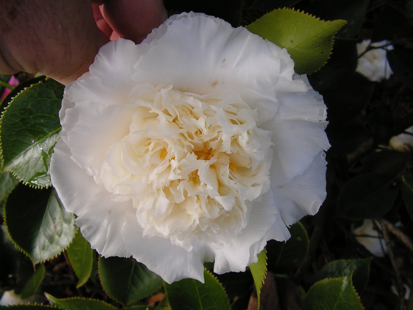 Camellia Elegans Champagne