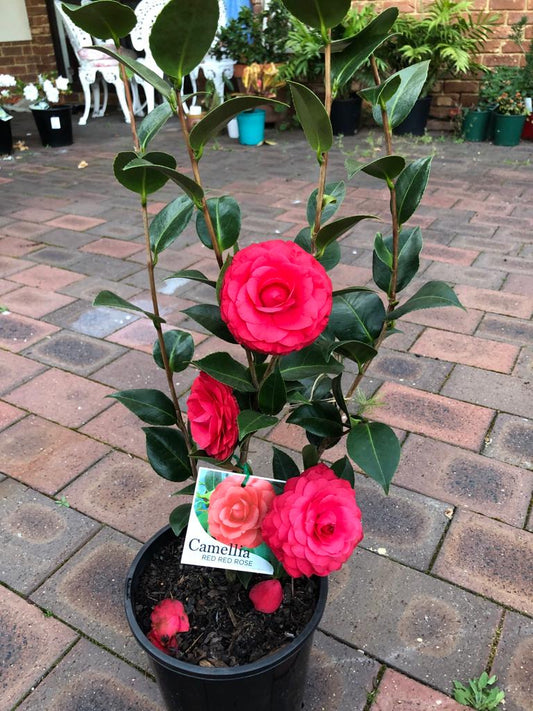 Camellia Red Red Rose