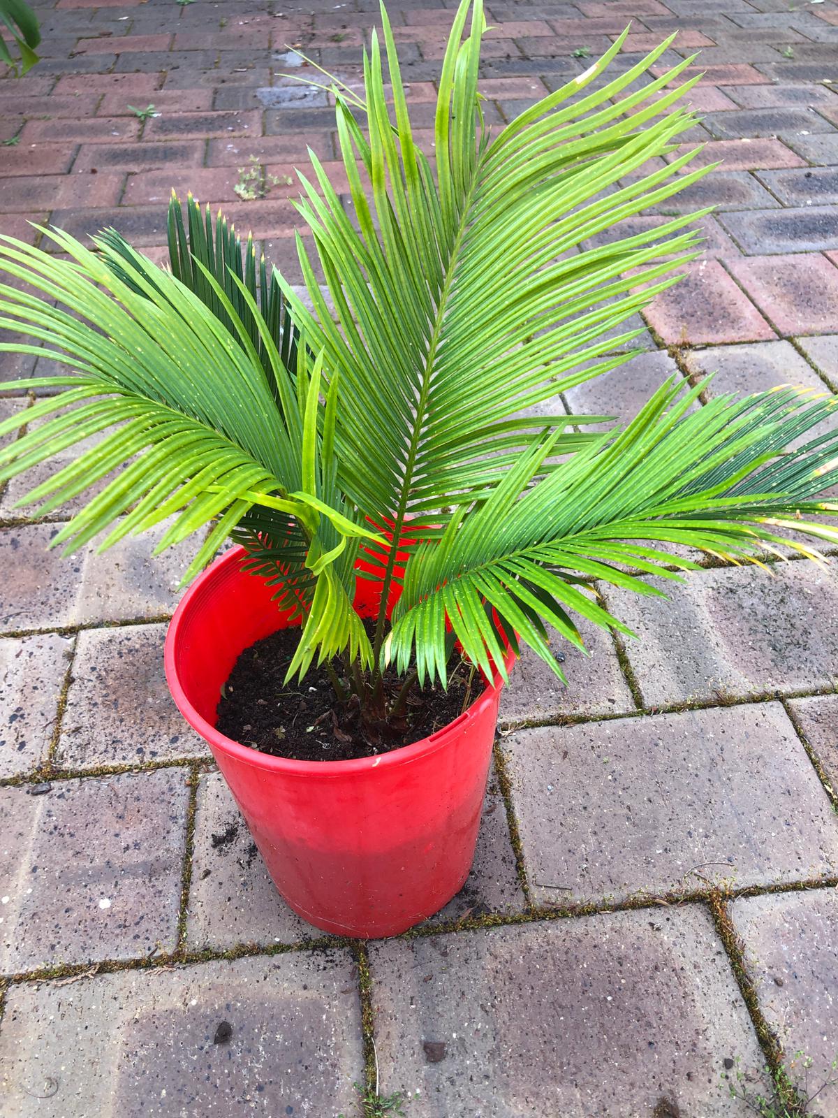 Cycas Revoluta