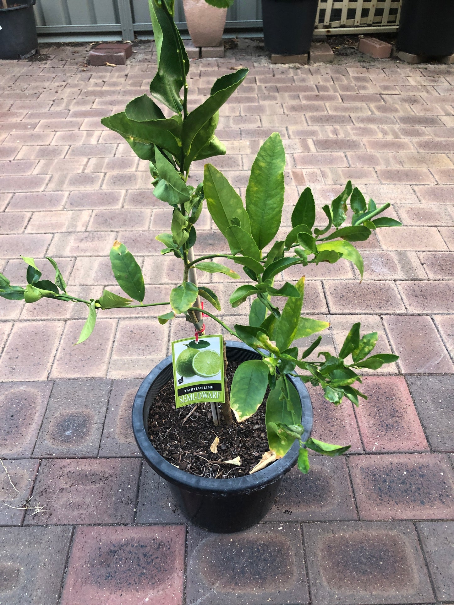 Lime Tahitian Semi-Dwarf