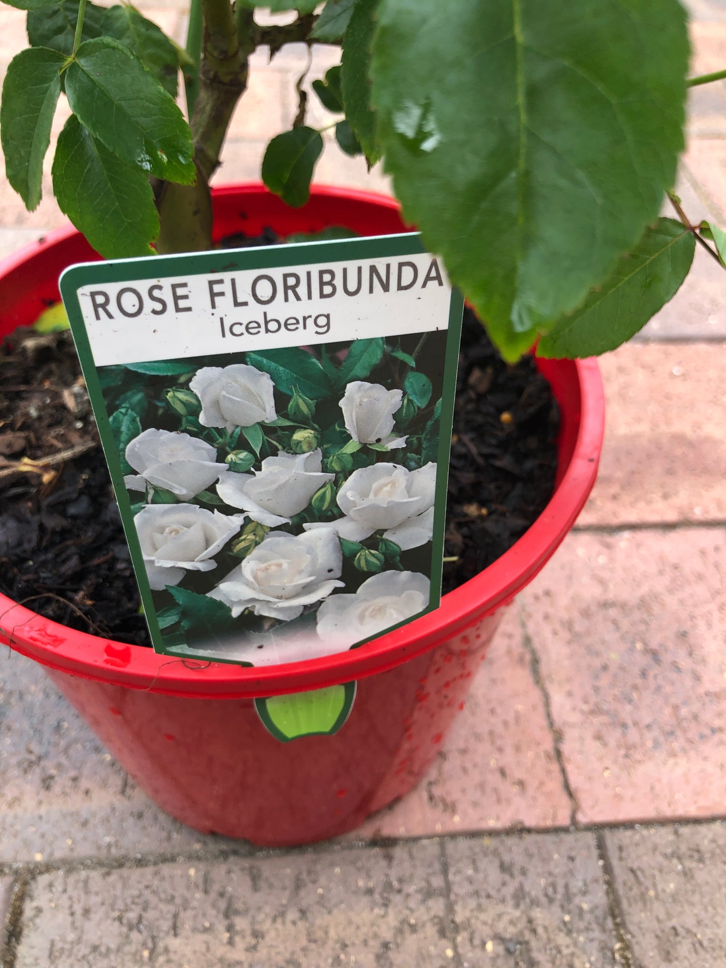 Rose Iceberg