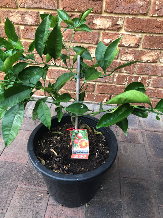 Orange Blood Tarocco Ippolito - Semi Dwarf