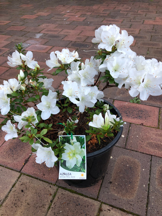 Azalea White Mrs Kint