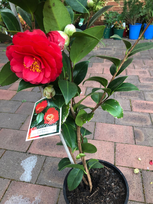 Camellia Little Red Riding Hood