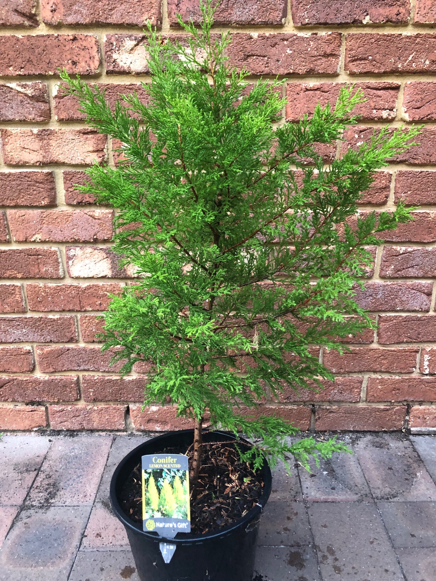 Cupressus Lemon Scent
