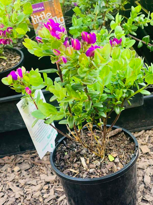 Polygala Myrtifolia Little Polly