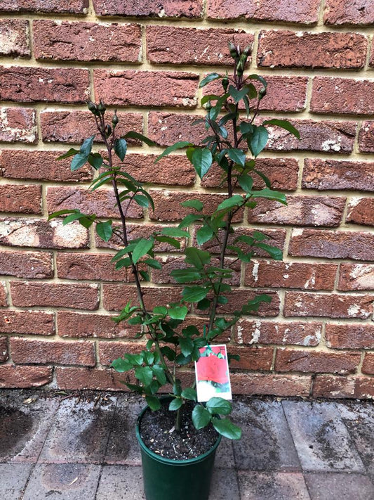 Rose Floribunda Stachmo