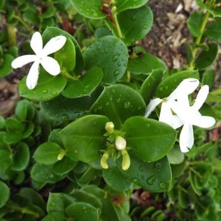 Carissa Desert Star