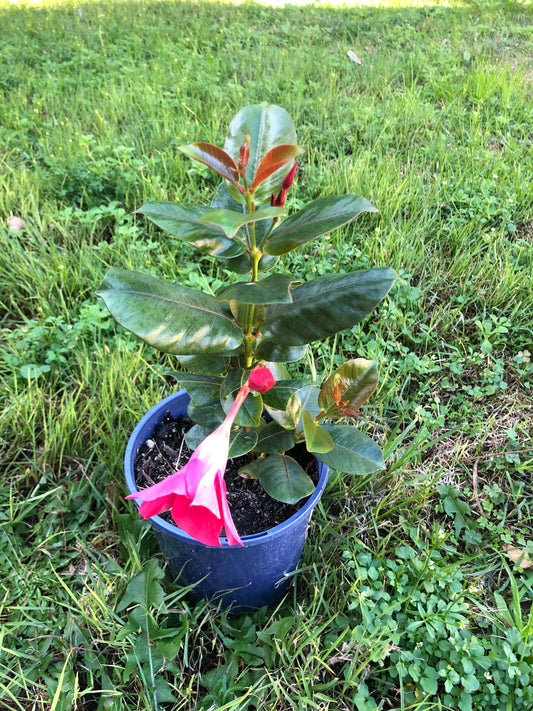 Dipladenia Red Riding Hood
