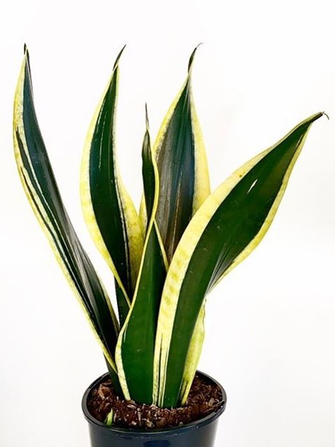 Sansevieria Black Gold