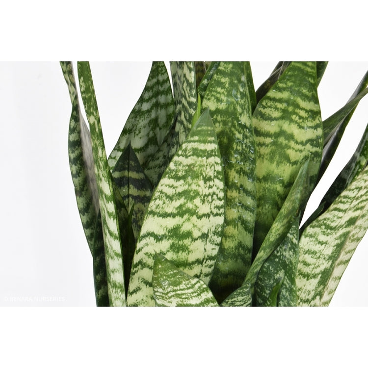 Sansevieria Robusta