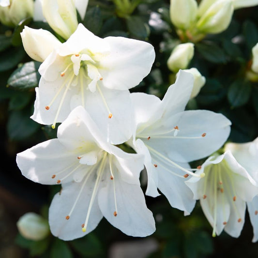 Azalea White Bouquet
