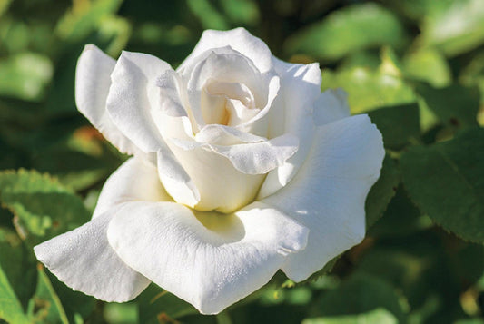 Rose Hybrid Tea Honor
