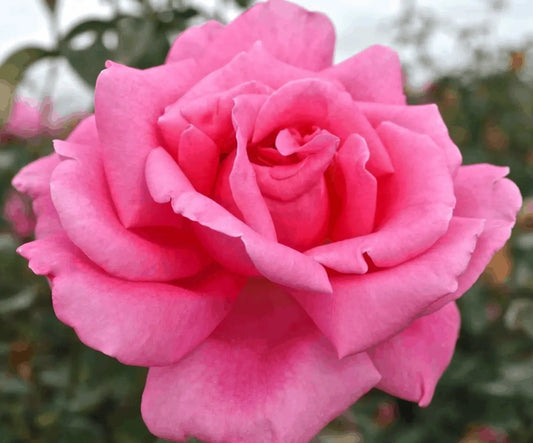 Rose Hybrid Tea Perfume Delight