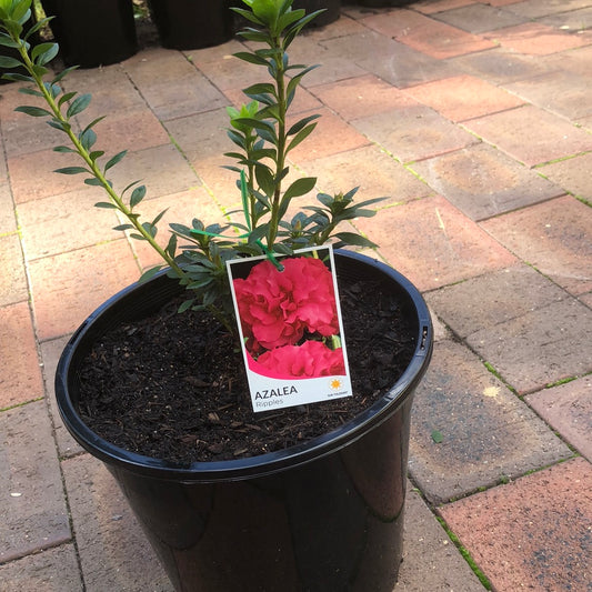 Azalea Ripples