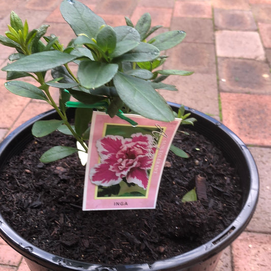 Azalea Inga