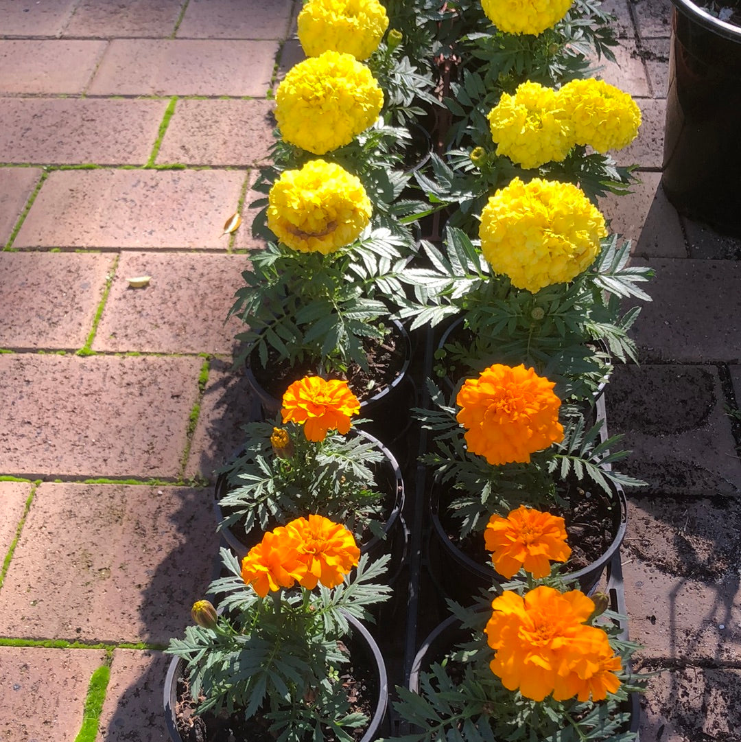 Marigolds