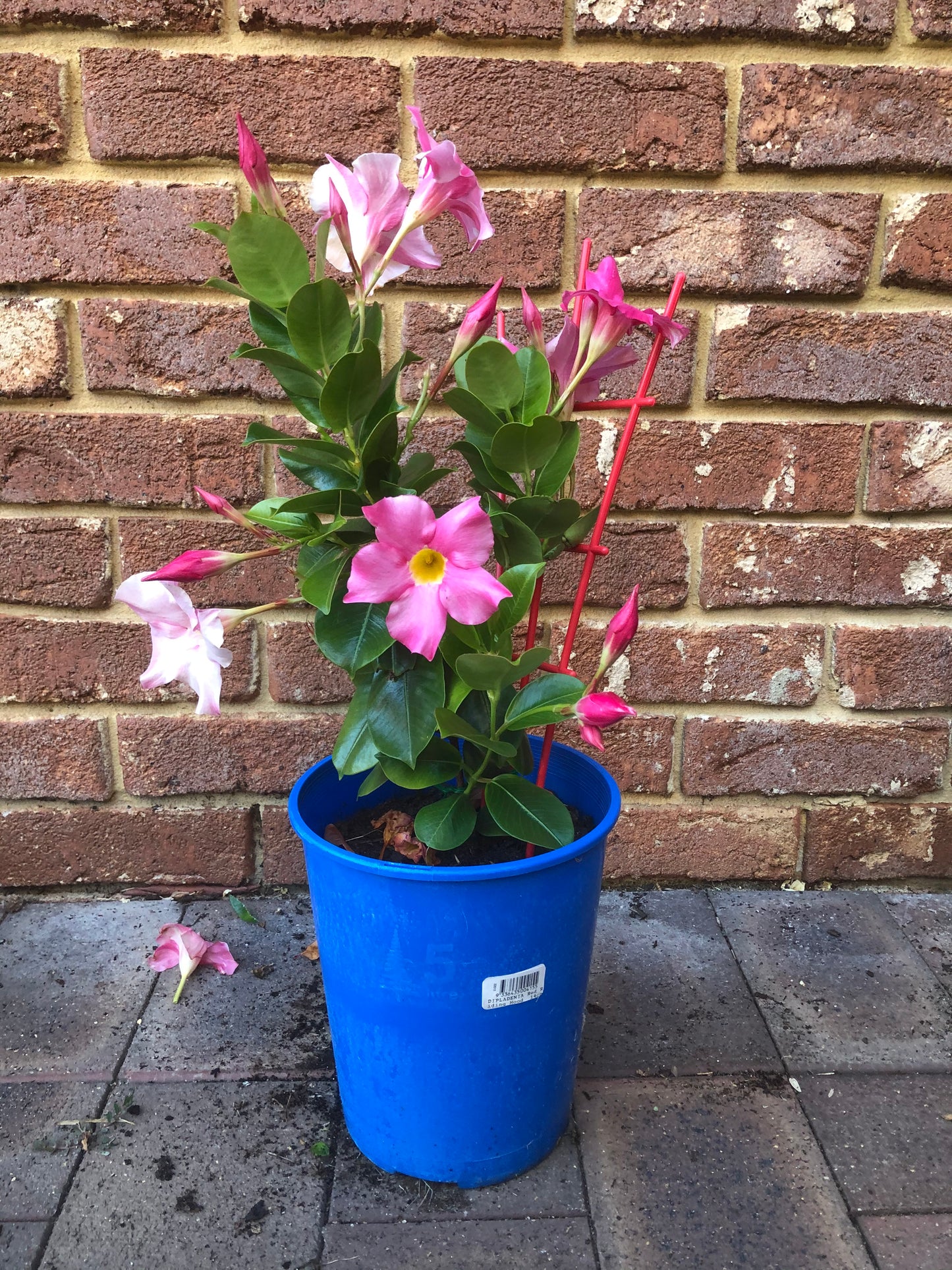 Dipladenia Red Riding Hood