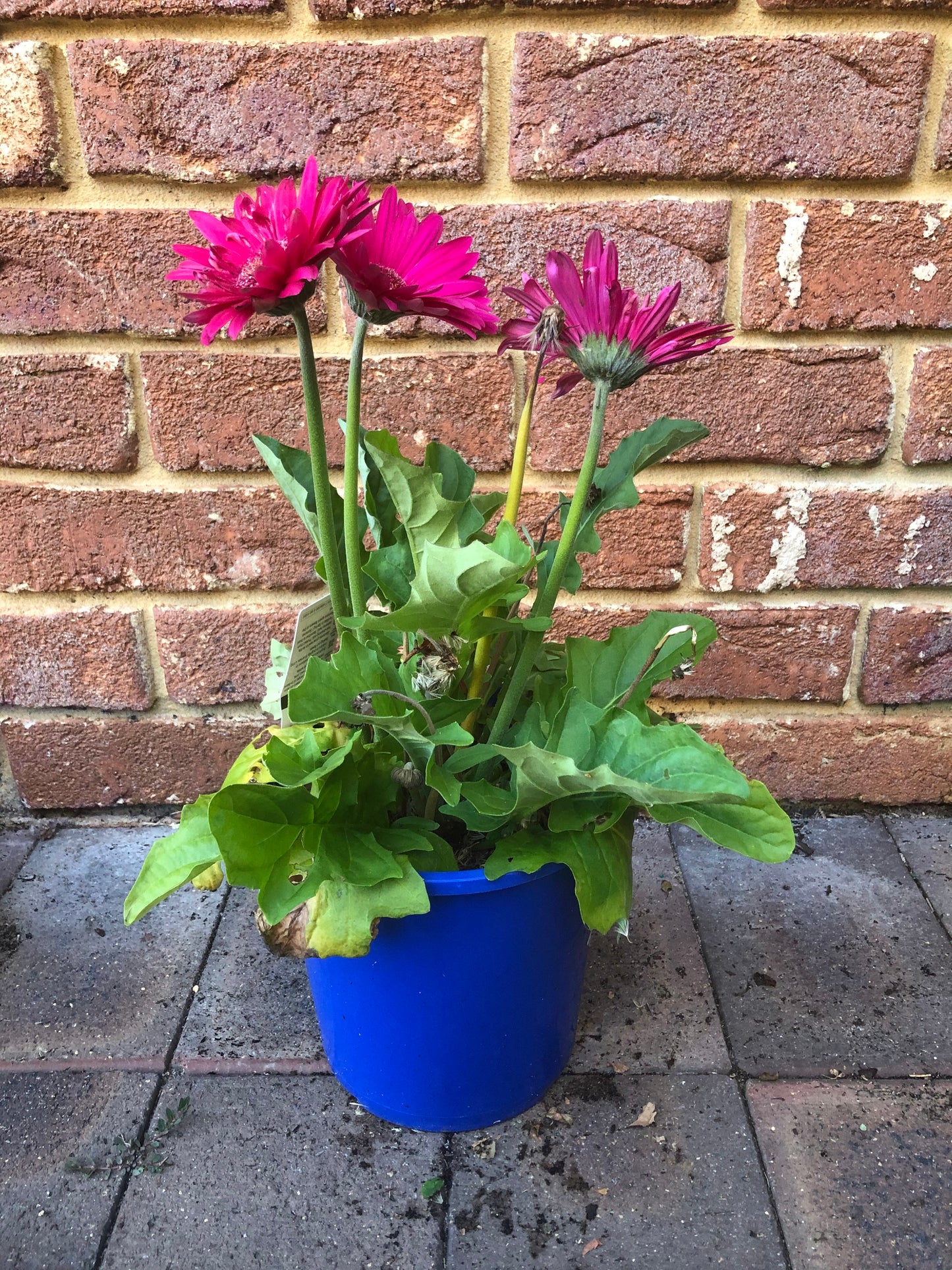 Gerbera Bright Pink