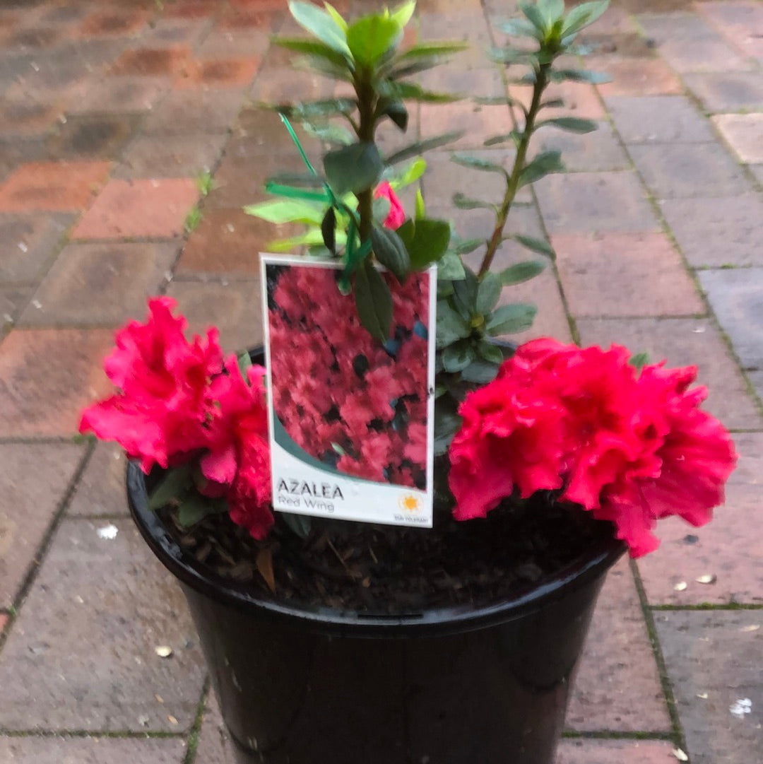 Azalea Red Wing