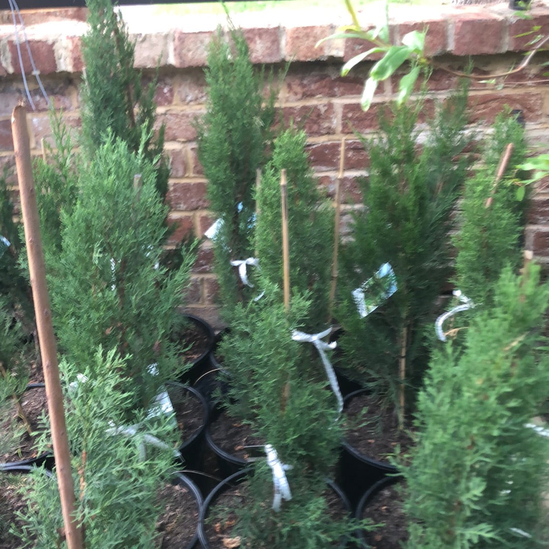 Cupressus Sempervirens Glauca
