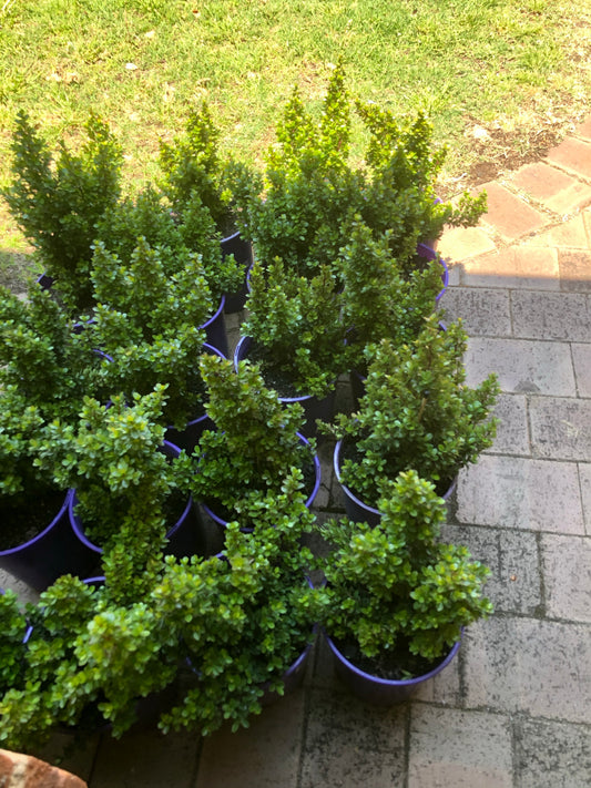 Myrsine Africana (African Box Hedge)