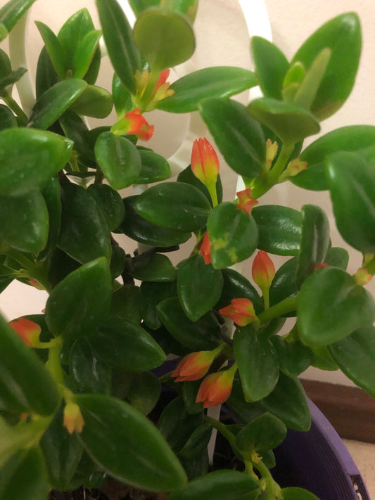Nematanthus Glabra Goldfish Plant