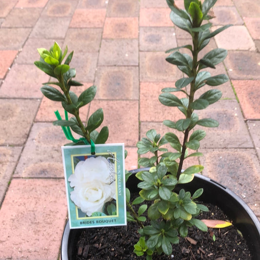 Azalea Brides Bouquet