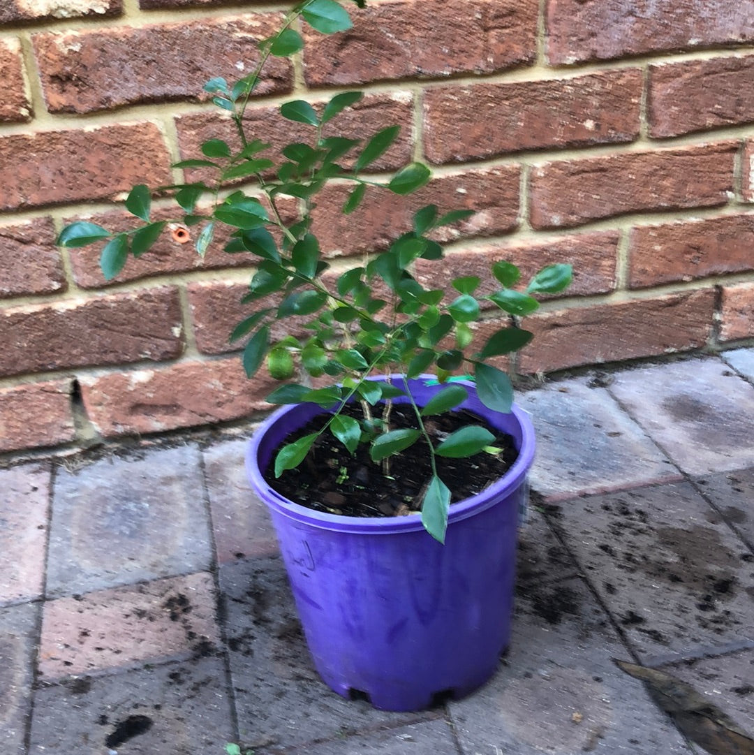 MURRAYA Paniculata Orange Jessamine