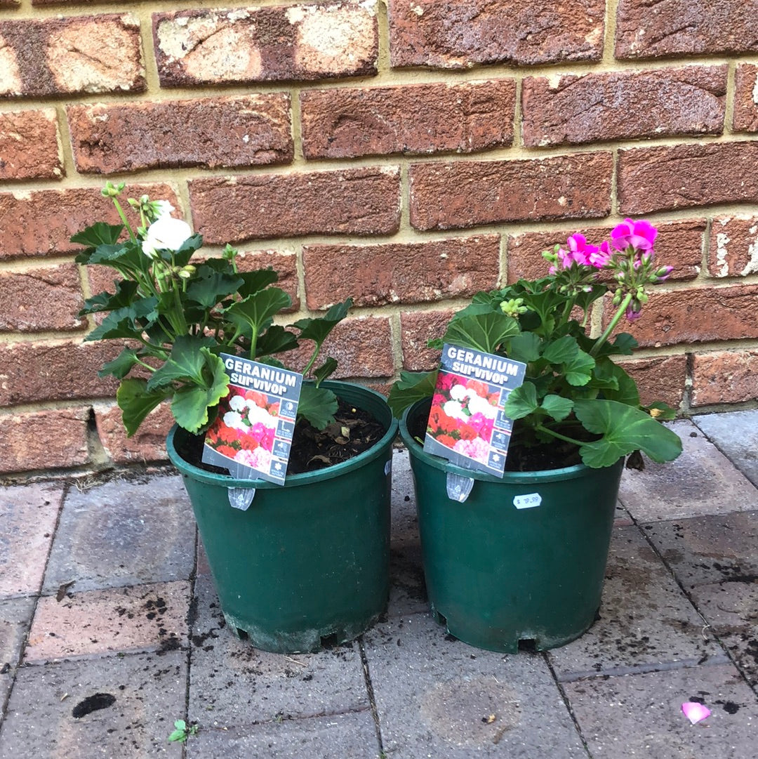 Geranium Survivor