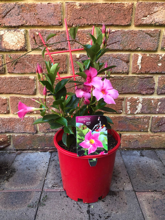Diamantina Jade Rose (Mandevilla Sanderi)