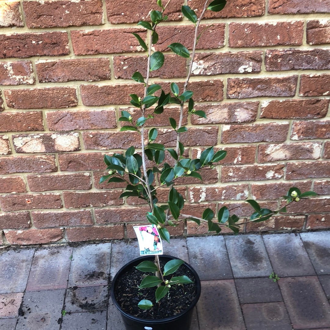 Camellia Edna Butler