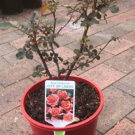 Rose Floribunda City of Leeds