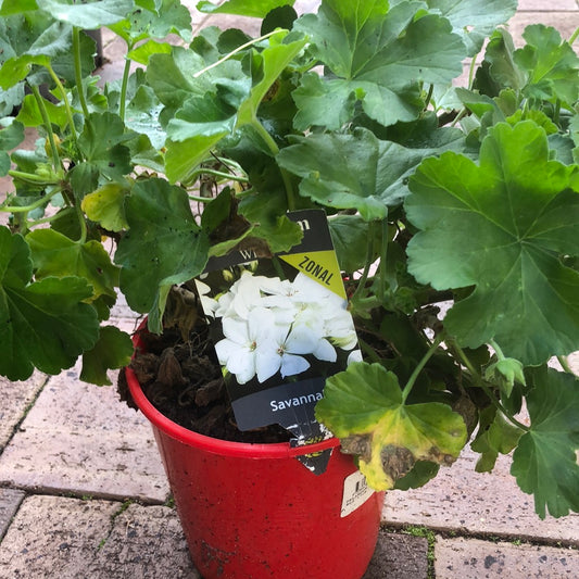 Geranium Pelargonium Savannah White