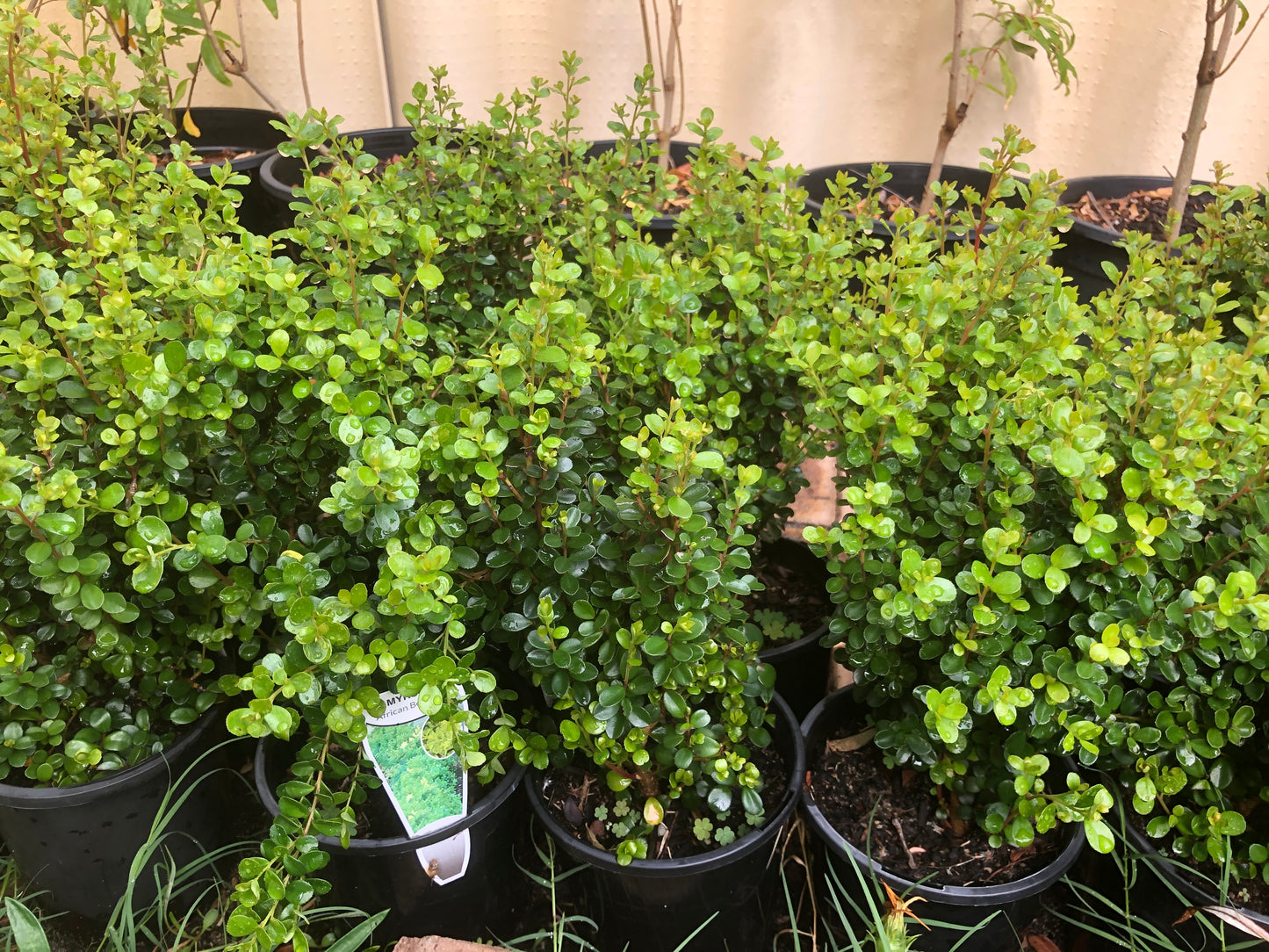 Myrsine Africana (African Box Hedge)