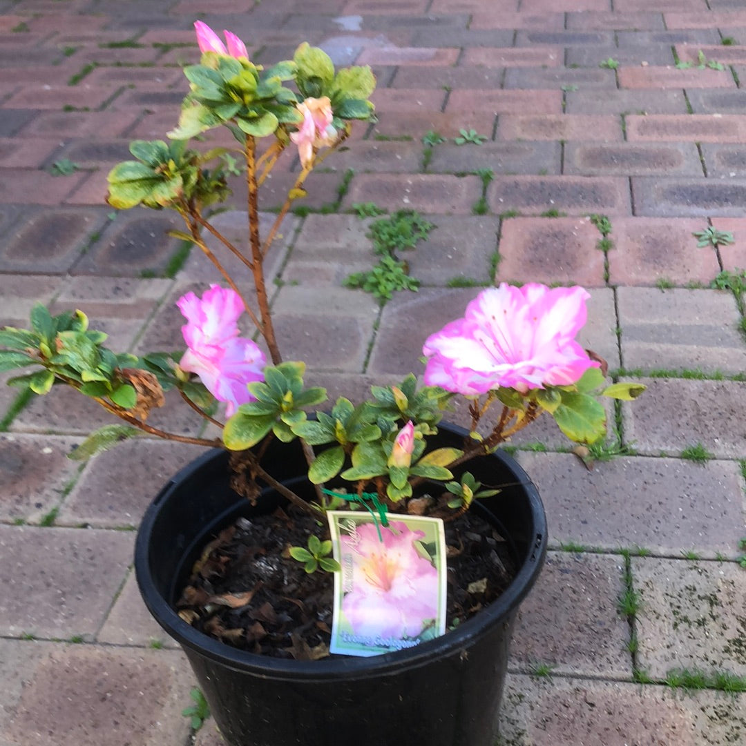 Azalea Evonne Goolagong