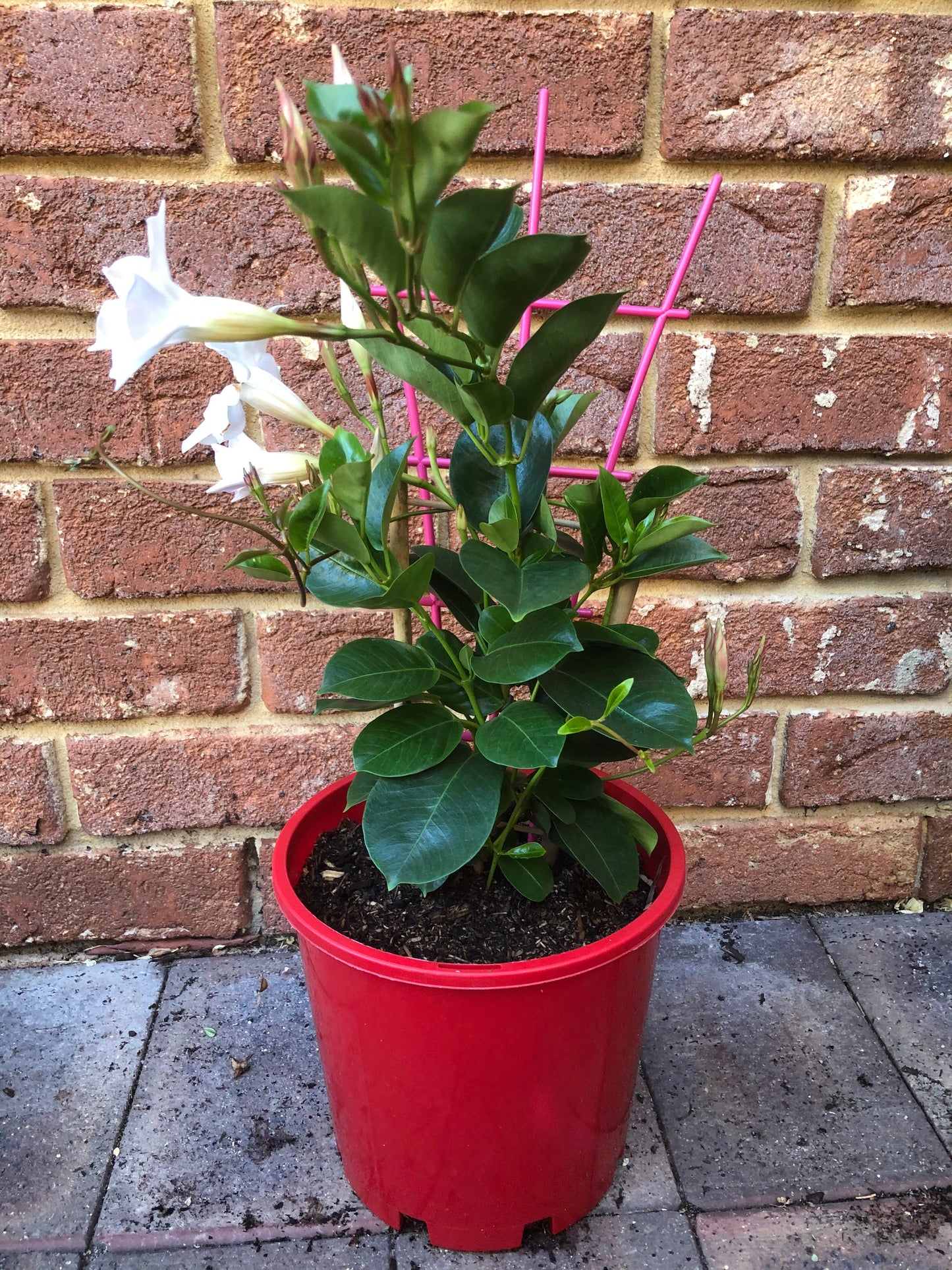 Diamantina Jade White (Mandevilla Sanderi)