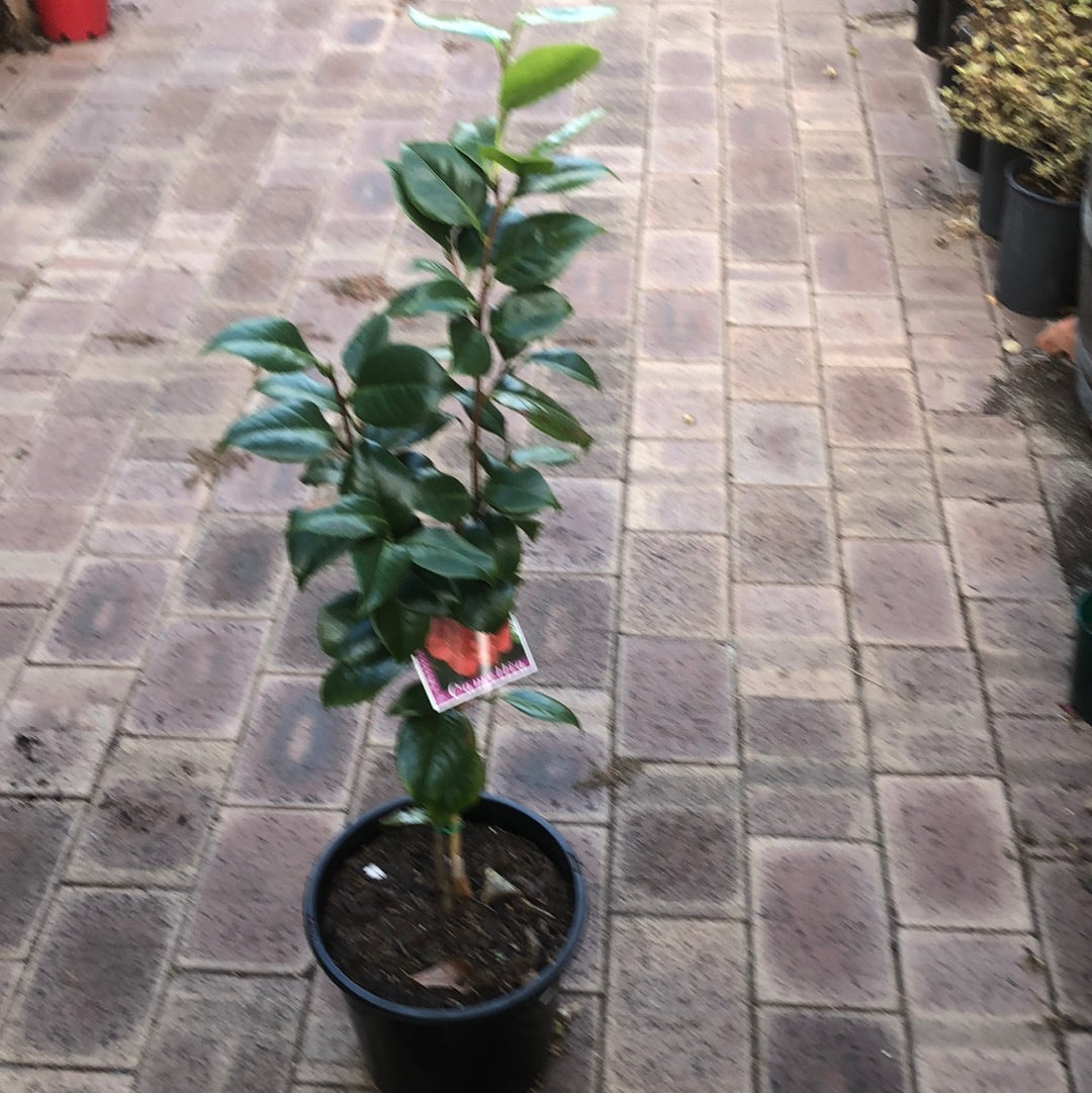 Camellia Odoratissima