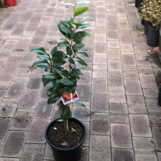 Camellia Odoratissima